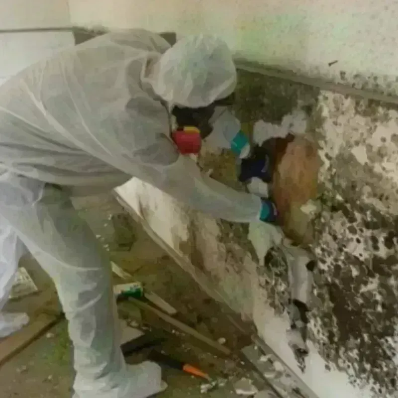 Mold Remediation and Removal in Yarmouth, MA